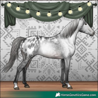 Horse Color:Gray Brown Appaloosa 