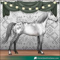 Horse Color:Gray Brown Near Leopard