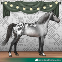 Horse Color:Gray Brown Appaloosa 