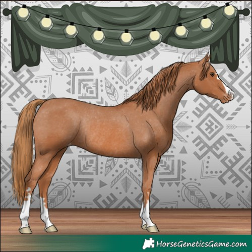 Horse Color:Chestnut Appaloosa Rabicano 