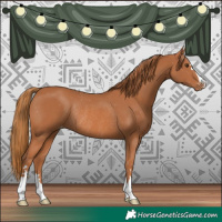 Horse Color:Chestnut Appaloosa Rabicano 