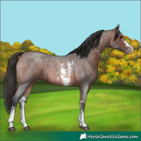 Horse Color:Bay Roan Sabino