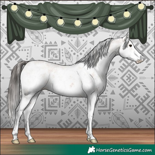 Horse Color:White Spotted Bay Sabino 