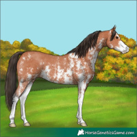 Horse Color:Bay Sabino 