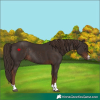 Horse Color:Liver Chestnut Rabicano 