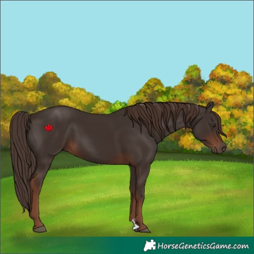 Horse Color:Liver Chestnut Rabicano 