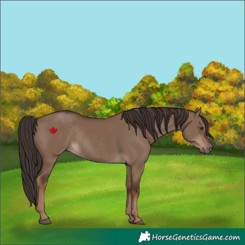 Horse Color:Liver Red Dun Rabicano 