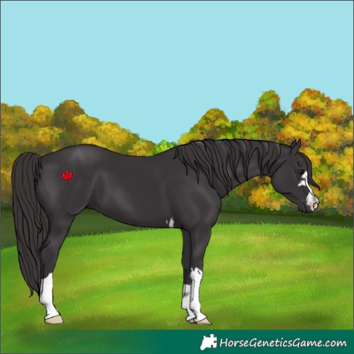 Horse Color:Smoky Black 