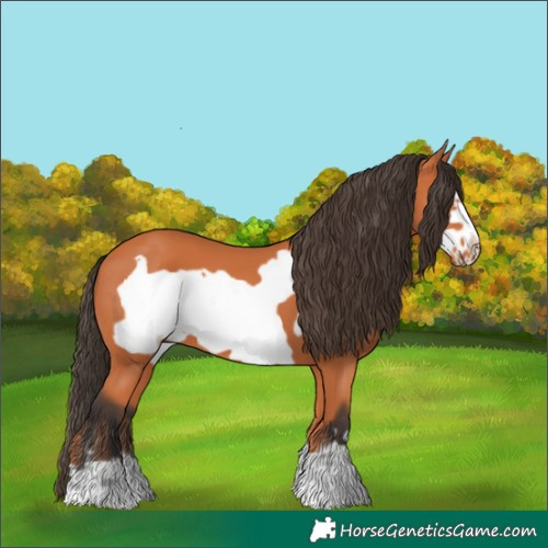 Horse Color:Bay Frame 