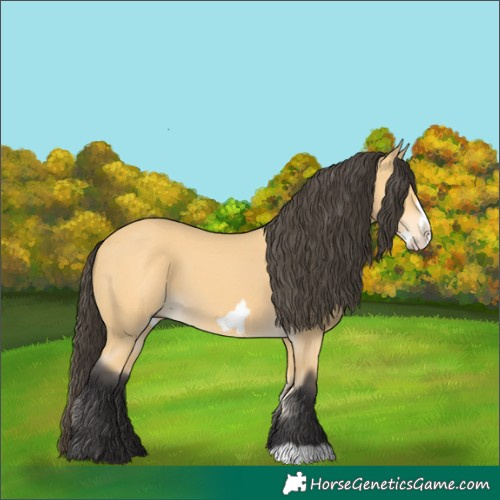 Horse Color:Buckskin Frame 