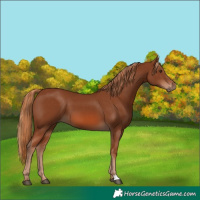 Horse Color:Chestnut 