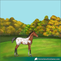 Horse Color:Bay Tobiano Appaloosa 