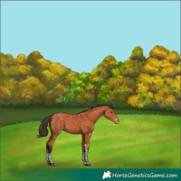 Horse Color:Bay Tobiano Appaloosa 