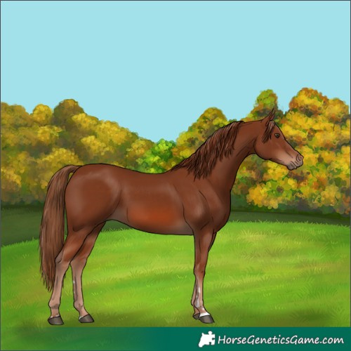 Horse Color:Chestnut 