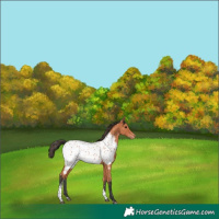 Horse Color:Bay Tobiano Appaloosa
