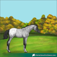 Horse Color:Blue Roan Tobiano Appaloosa 
