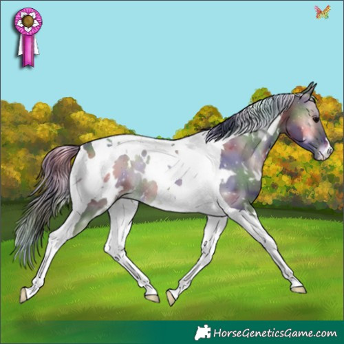 Horse Color:Nacre White Spotted Blue Onyx Tobiano 