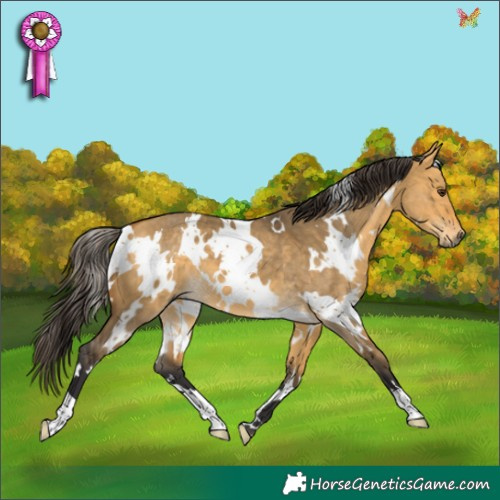 Horse Color:White Spotted Buckskin Dun 