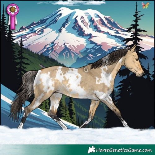 Horse Color:White Spotted Buckskin Dun 
