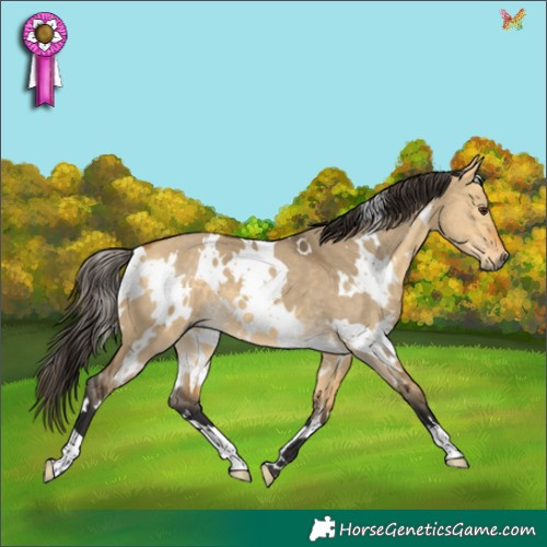 Horse Color:White Spotted Buckskin Dun 