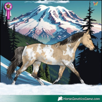 Horse Color:White Spotted Buckskin Dun 
