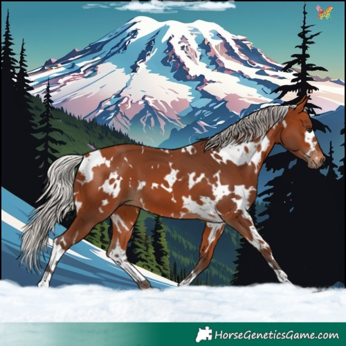 Horse Color:White Spotted Silver Bay 