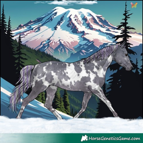 Horse Color:Painted White Spotted Silver Black Rabicano 