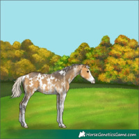 Horse Color:White Spotted Silver Buckskin Rabicano