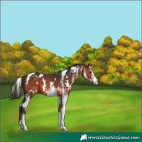Horse Color:White Spotted Bay 