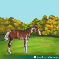 Horse Color:White Spotted Silver Brown Rabicano 