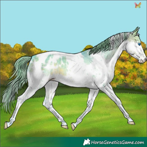 Horse Color:Watercolor White Spotted Buckskin Dun Splash Tobiano Appaloosa 