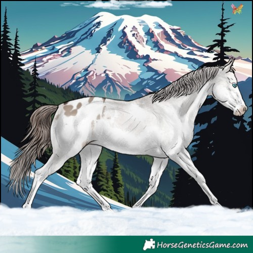 Horse Color:Brown Dun Sabino Splash Appaloosa 