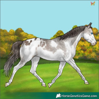Horse Color:Brown Dun Sabino Splash Appaloosa 