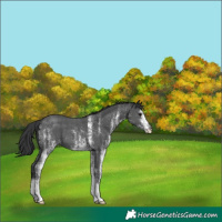 Horse Color:White Spotted Black