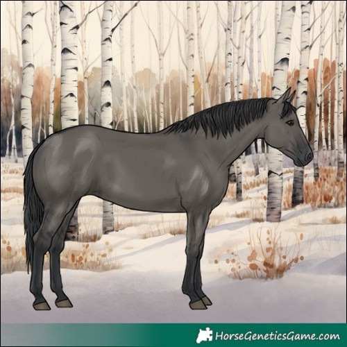 Horse Color:Grullo Rabicano 