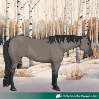 Horse Color:Grullo Rabicano