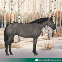 Horse Color:Grullo Rabicano 