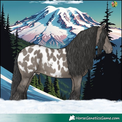 Horse Color:Grullo Appaloosa 