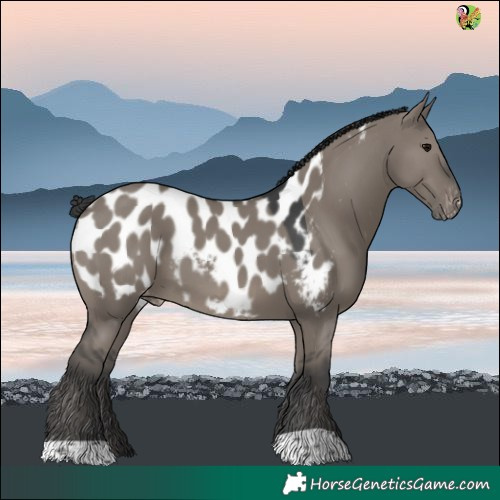 Horse Color:Grullo Near Leopard 
