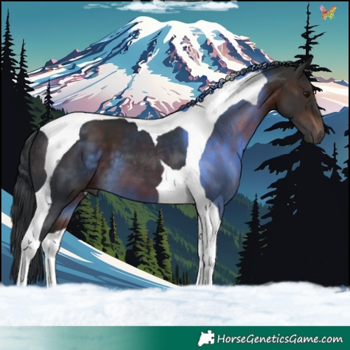 Horse Color:Brown Tobiano 