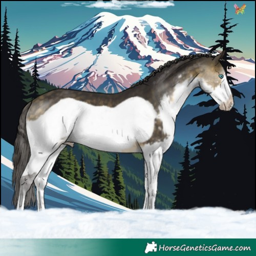Horse Color:Buckskin Splash Frame 