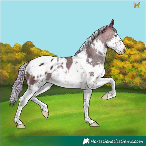 Horse Color:Plaid  White Spotted Silver Brown Splash Tobiano Appaloosa 