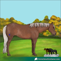 Horse Color:Silver Black Rabicano 