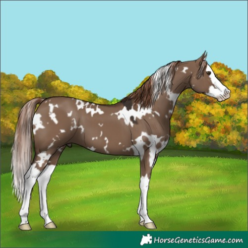 Horse Color:White Spotted Liver Red Dun Splash 