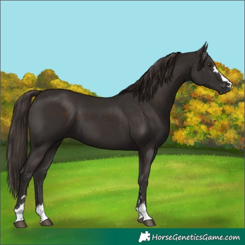 Horse Color:Liver Chestnut 