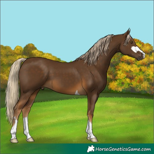 Horse Color:Chocolate Palomino 