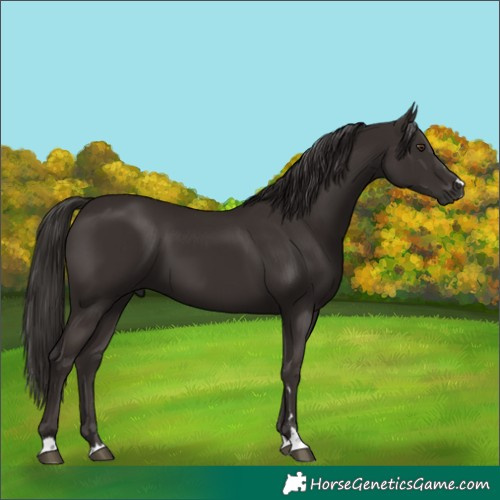Horse Color:Liver Chestnut 