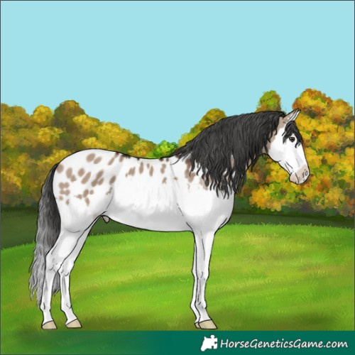 Horse Color:Liver Red Dun Splash Appaloosa 