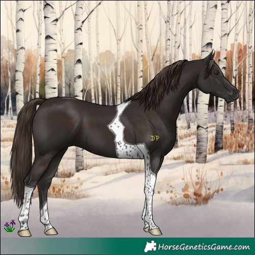 Horse Color:Liver Chestnut Tobiano 