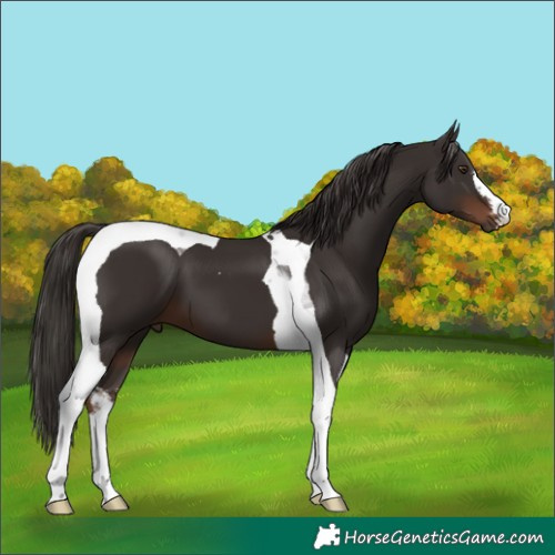 Horse Color:White Spotted Liver Chestnut Tobiano 